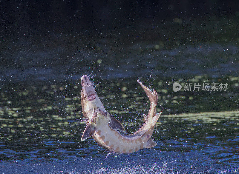 野生成年海湾鲟鱼-尖吻鲟desotoi -跳出水苏旺尼河佛罗里达州范宁斯普林斯。系列中的4张照片中的4